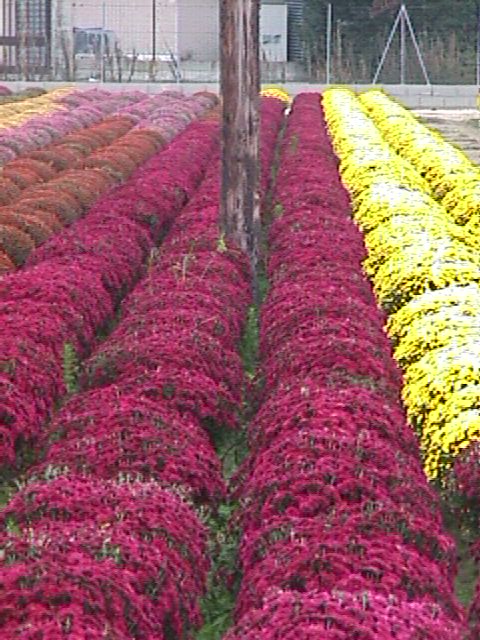 Cultius Romero.  Perpignan. (F)