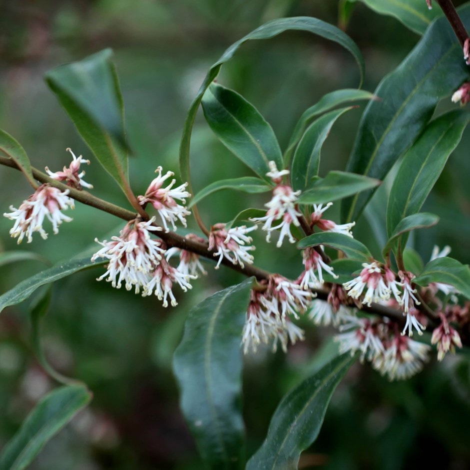 Sarcococca hookeriana